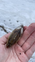 Potamilus fragilis