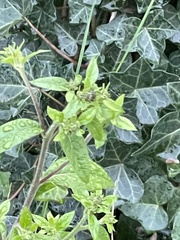 Pentanema squarrosum