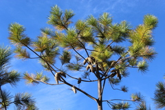 Pinus greggii