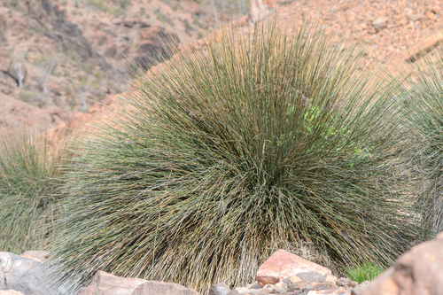 Juncus socotranus image