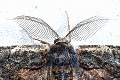 Pholodes sinistraria