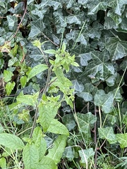 Pentanema squarrosum