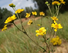 Picradeniopsis oppositifolia