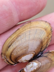 Lampsilis siliquoidea