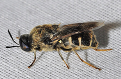 Stratiomys singularior