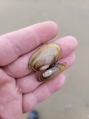 Lampsilis siliquoidea