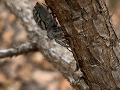 Phidippus mystaceus