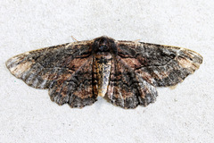 Pholodes sinistraria