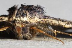 Pholodes sinistraria