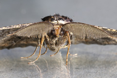 Pholodes sinistraria