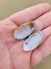 Lampsilis siliquoidea