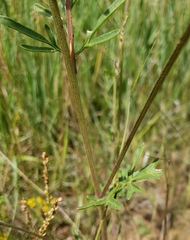 Picradeniopsis oppositifolia