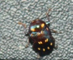 Cryptocephalus nigrocinctus