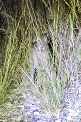 Lepus californicus