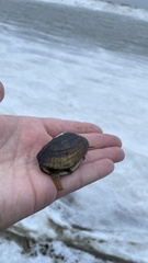 Lampsilis siliquoidea