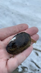 Lampsilis siliquoidea