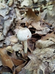 Agaricus leptocaulis