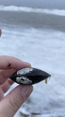 Lampsilis siliquoidea