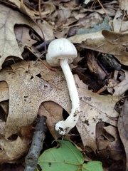 Agaricus leptocaulis