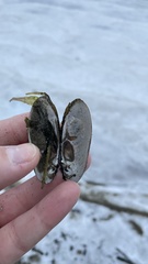 Lampsilis siliquoidea