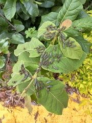 Zoniopoda danottei