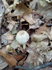 Agaricus leptocaulis