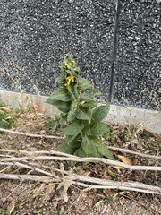 Verbascum thapsus