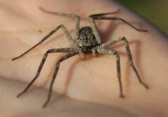 Selenops submaculosus