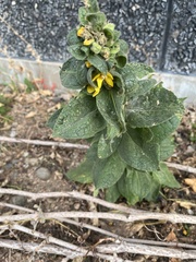 Verbascum thapsus