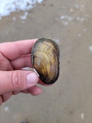 Lampsilis siliquoidea