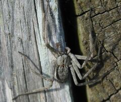 Selenops submaculosus