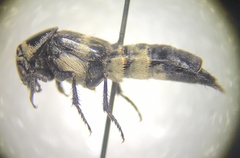 Creophilus maxillosus
