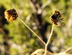 Picradeniopsis oppositifolia