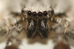 Selenops submaculosus