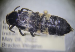 Creophilus maxillosus