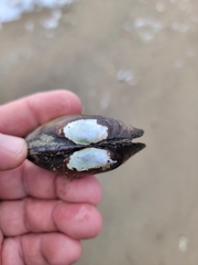 Lampsilis siliquoidea