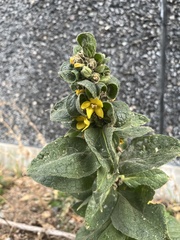Verbascum thapsus