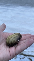 Lampsilis siliquoidea