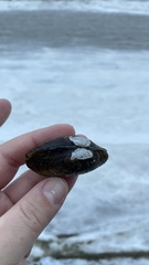 Lampsilis siliquoidea