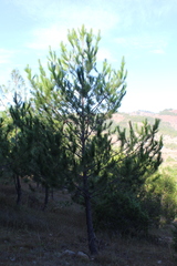 Pinus greggii