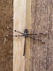 Telephlebia godeffroyi