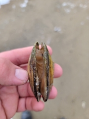 Lampsilis siliquoidea