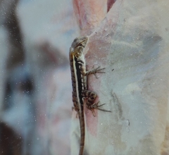 Sceloporus utiformis