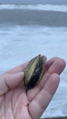 Lampsilis siliquoidea