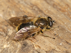 Chalcosyrphus eunotus