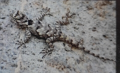 Sceloporus melanorhinus