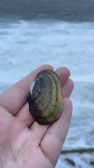 Lampsilis siliquoidea