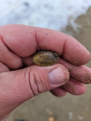 Lampsilis siliquoidea