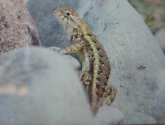 Sceloporus horridus