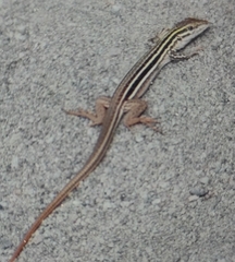 Aspidoscelis communis